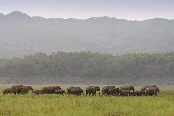 Framed Print : Indian / Asian Elephant - herd walking. Corbett National Park - Uttaranchal - India Framed Print : Indian / Asian Elephant - herd walking. Corbett National Park - Uttaranchal - India