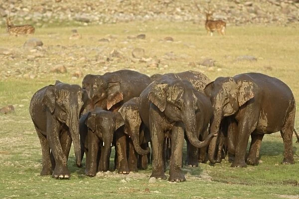 Indian  /  Asian Elephant - herd, wet from bathing Corbett National Park, Uttaranchal, India