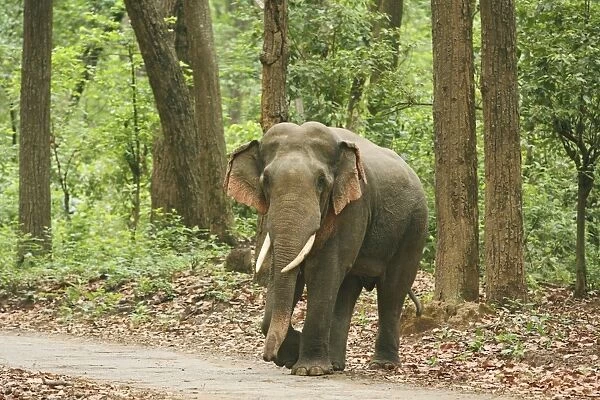 Indian  /  Asian Elephant on the jungle road, Corbett National Park, India