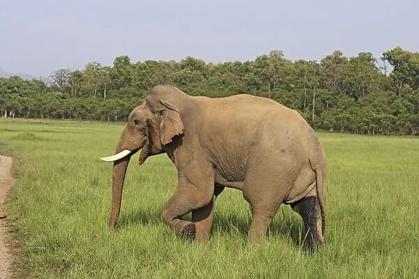 Indian  /  Asian Elephant - male in musth Corbett National Park, Uttaranchal, India
