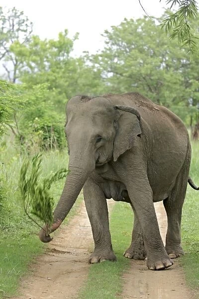 Indian  /  Asian Elephant at play, Corbett National Park, India