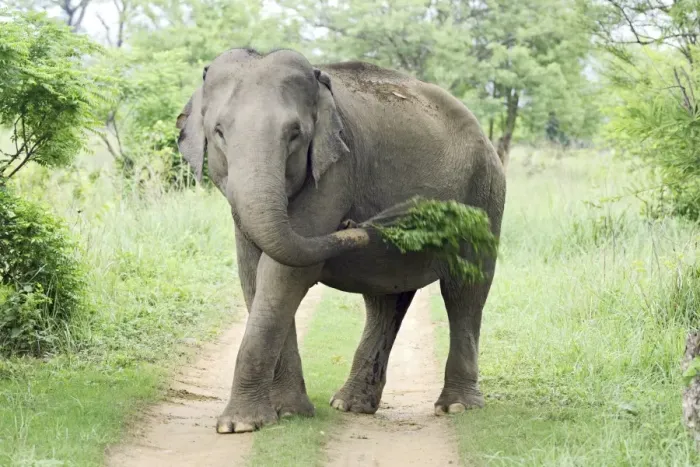 Framed Print : Indian / Asian Elephant at play, Corbett National Park, India Framed Print : Indian / Asian Elephant at play, Corbett National Park, India