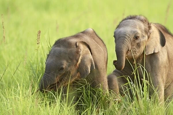 Indian  /  Asian Elephant playing - two calves playing Corbett National Park, Uttaranchal, India