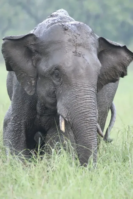 Framed Print : Indian / Asian Elephant after the rain, Corbett National Park, India Framed Print : Indian / Asian Elephant after the rain, Corbett National Park, India