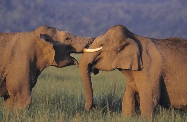 Indian  /  Asian Elephant - The royal kiss Corbett National Park, India