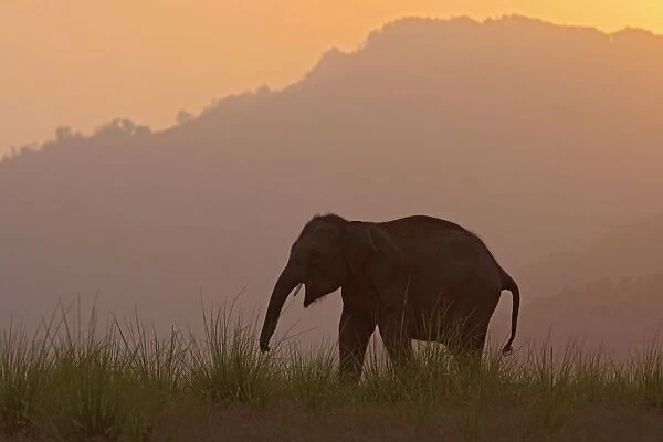 Indian  /  Asian Elephant - silhoutted at dusk. Corbett National Park - Uttaranchal - India
