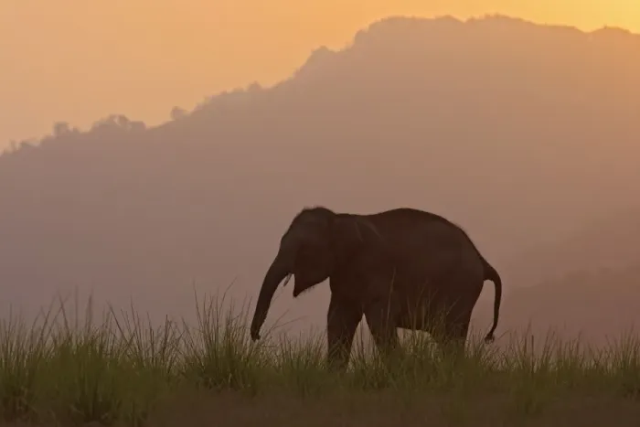 Framed Print : Indian / Asian Elephant - silhoutted at dusk. Corbett National Park - Uttaranchal - India Framed Print : Indian / Asian Elephant - silhoutted at dusk. Corbett National Park - Uttaranchal - India