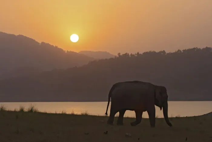 Framed Print : Indian / Asian Elephant - silhoutted at sunset. Corbett National Park - Uttaranchal - India Framed Print : Indian / Asian Elephant - silhoutted at sunset. Corbett National Park - Uttaranchal - India