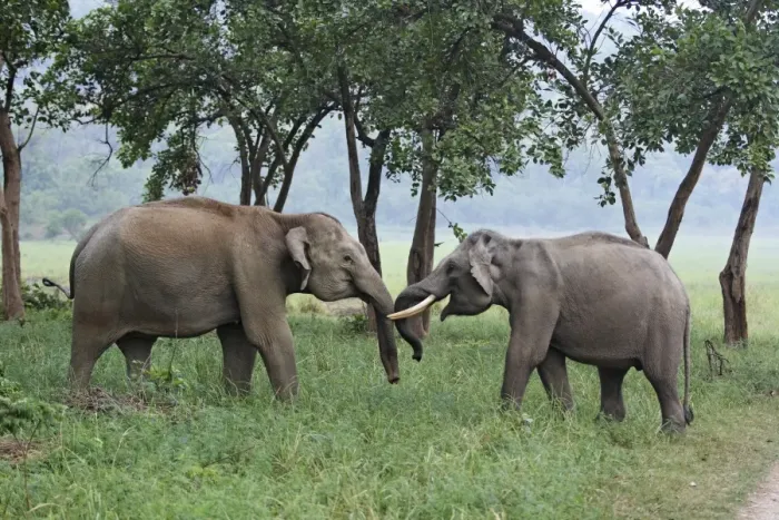 Framed Print : Indian / Asian Elephant - two sparring. Corbett National Park - Uttaranchal - India Framed Print : Indian / Asian Elephant - two sparring. Corbett National Park - Uttaranchal - India