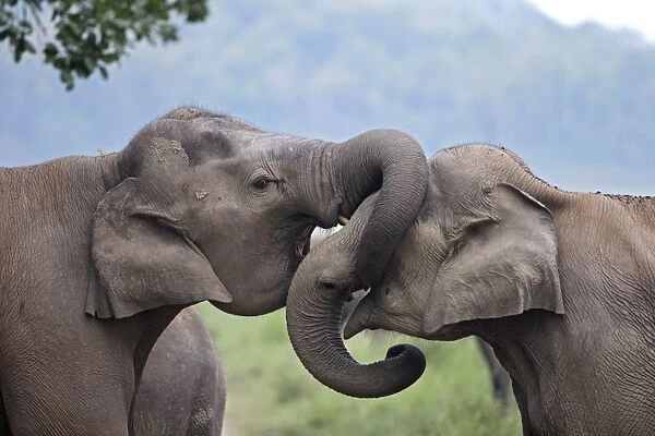 Indian  /  Asian Elephant - two sparring. Corbett National Park - Uttaranchal - India