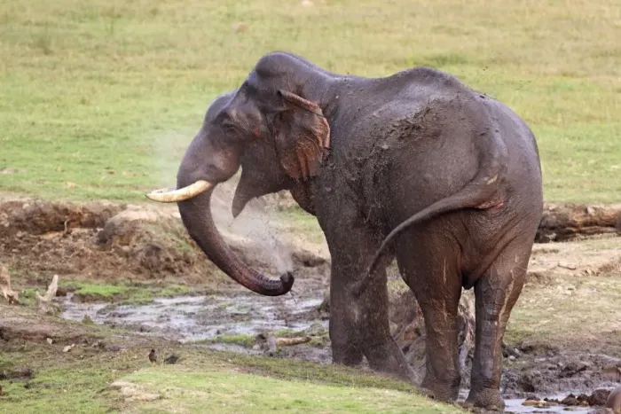 Framed Print : Indian / Asian Elephant - splashing water at the waterhole Corbett National Park, India Framed Print : Indian / Asian Elephant - splashing water at the waterhole Corbett National Park, India