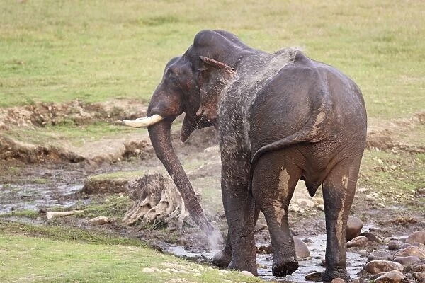 Indian  /  Asian Elephant spraying water at the waterhole, Corbett National Park, Uttaranchal, India