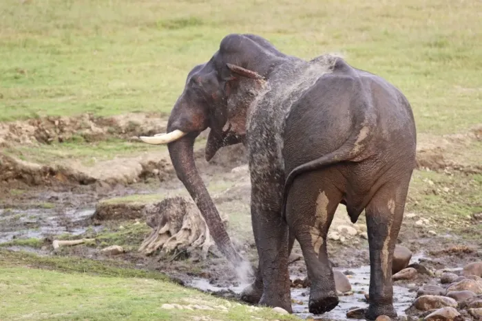 Framed Print : Indian / Asian Elephant spraying water at the waterhole, Corbett National Park, Uttaranchal, India Framed Print : Indian / Asian Elephant spraying water at the waterhole, Corbett National Park, Uttaranchal, India
