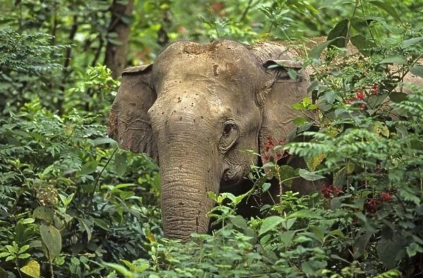 Indian  /  Asian Elephant spying through the bushes Corbett National Park, India