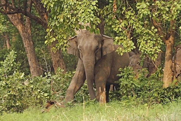 Indian  /  Asian Elephant stamping on tree trunk Corbett National Park, Uttaranchal, India
