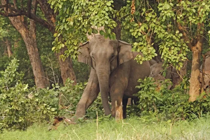 Framed Print : Indian / Asian Elephant stamping on tree trunk Corbett National Park, Uttaranchal, India Framed Print : Indian / Asian Elephant stamping on tree trunk Corbett National Park, Uttaranchal, India