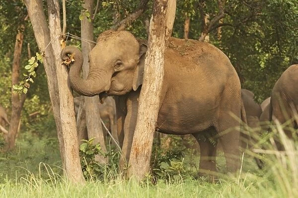 Indian  /  Asian Elephant - striping bark Corbett National Park, Uttaranchal, India