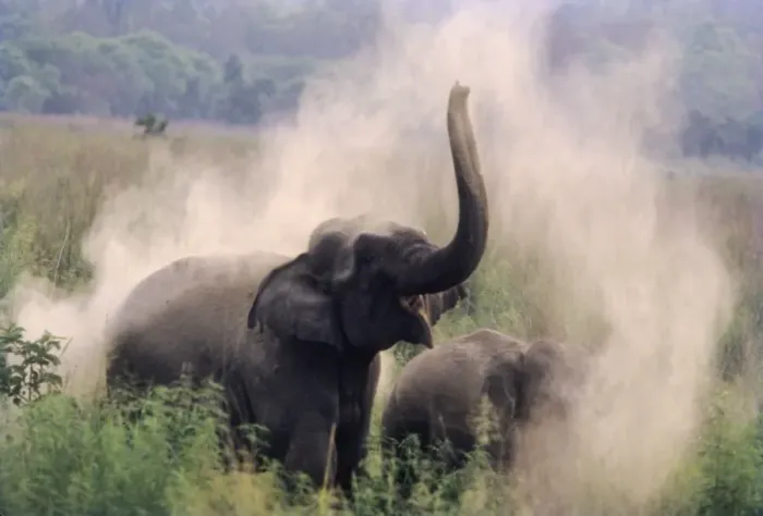 Framed Print : Indian / Asian Elephant taking dust-bath at dawn, Corbett National Park, India Framed Print : Indian / Asian Elephant taking dust-bath at dawn, Corbett National Park, India