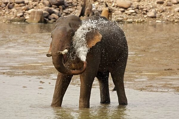 Indian  /  Asian Elephant taking showers in the river Ramganga, Corbett National Park, India