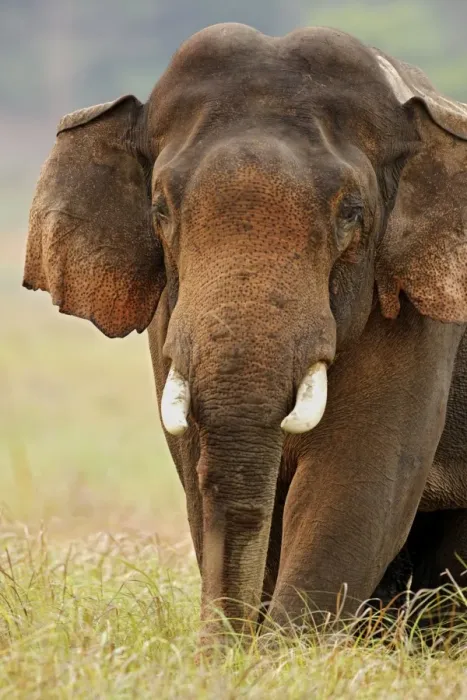 Framed Print : Indian  /  Asian Elephant (Tusker) male - Corbett National Park - India