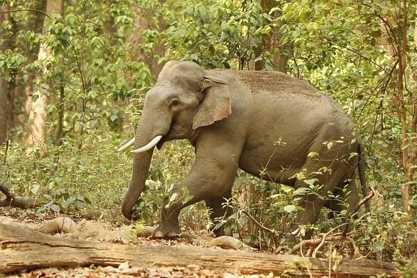 Indian  /  Asian Elephant (Tusker) in the Sal forest, Corbett National Park, India