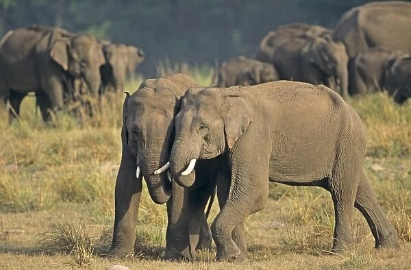 Indian  /  Asian Elephant (Tuskers) play-fighting, Corbett National Park, India