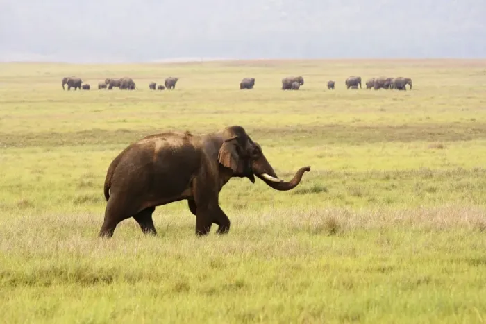 Framed Print : Indian / Asian Elephant wandering away from its herd Corbett National Park, India Framed Print : Indian / Asian Elephant wandering away from its herd Corbett National Park, India