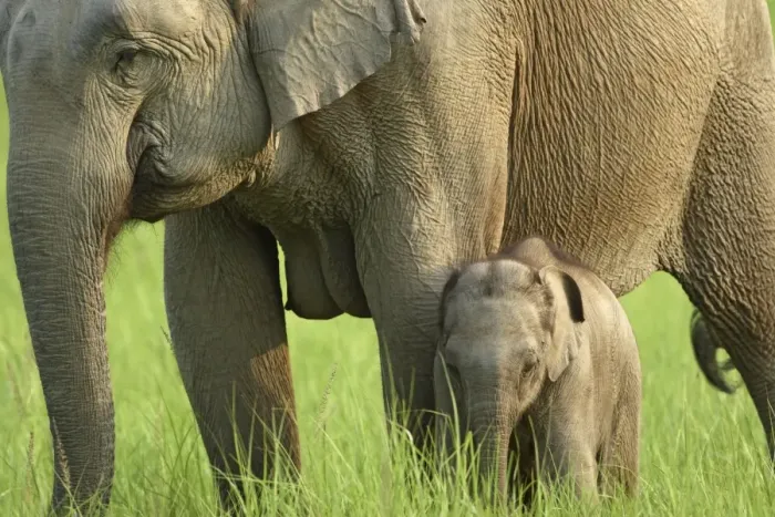Framed Print : Indian / Asian Elephant - with young calf Corbett National Park, Uttaranchal, India Framed Print : Indian / Asian Elephant - with young calf Corbett National Park, Uttaranchal, India