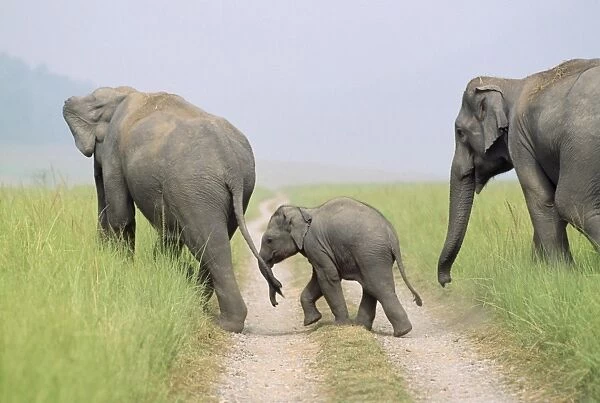 Indian  /  Asian Elephant - with young one crossing path - Corbett National Park - India