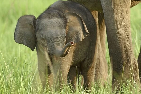 Indian  /  Asian Elephant and young one, Corbett National Park, India