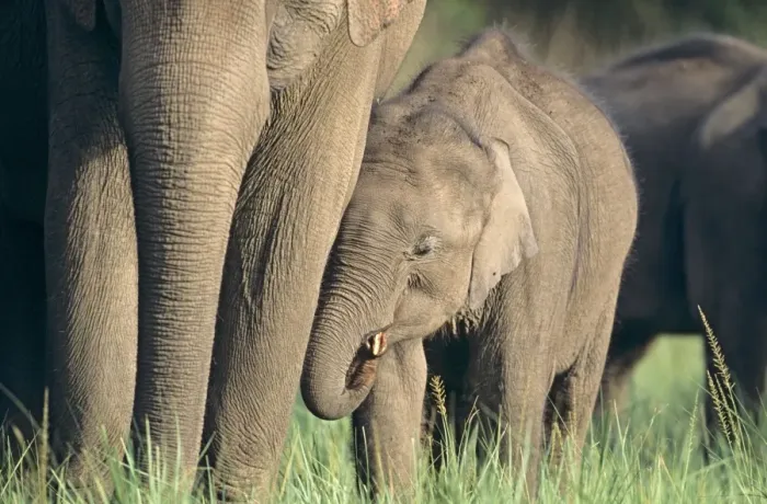 Framed Print : Indian  /  Asian Elephant and young one, Corbett National Park, India