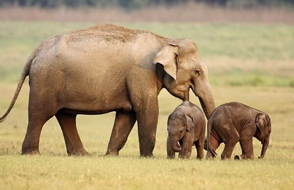 Indian  /  Asian Elephant & young ones, Corbett National Park, India