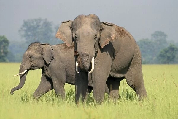 Indian  /  Asian Elephants - adult and calf catching the scent Corbett National Park, India