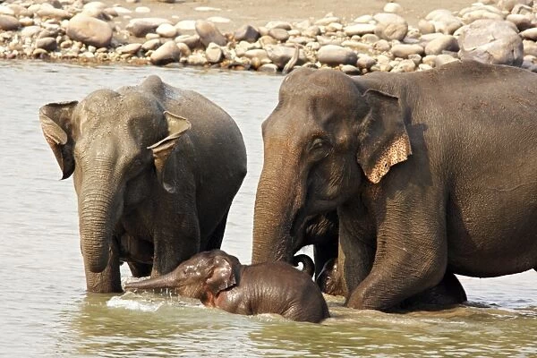Indian  /  Asian Elephants - Adults & young one in the river Ramganga - Corbett National Park - India