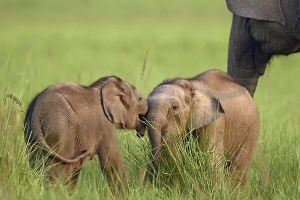 Indian  /  Asian Elephants two calves playing Corbett National Park, Uttaranchal, India