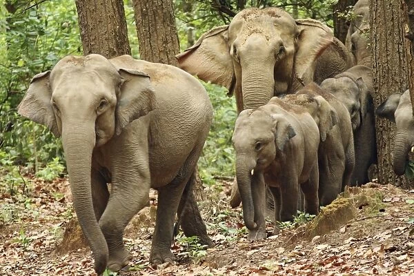 Indian  /  Asian Elephants coming out of Sal forest, Corbett National Park, India