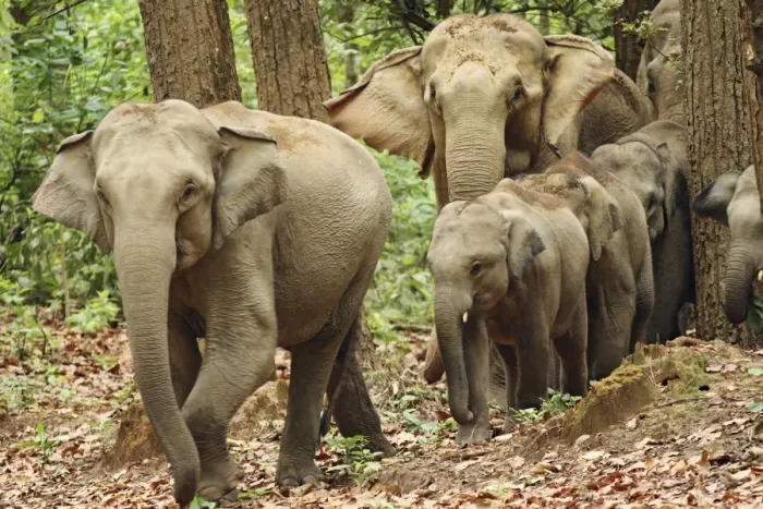 Framed Print : Indian / Asian Elephants coming out of Sal forest, Corbett National Park, India Framed Print : Indian / Asian Elephants coming out of Sal forest, Corbett National Park, India