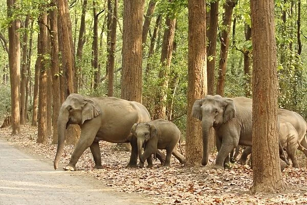 Indian  /  Asian Elephants coming out of Sal forest, Corbett National Park, India