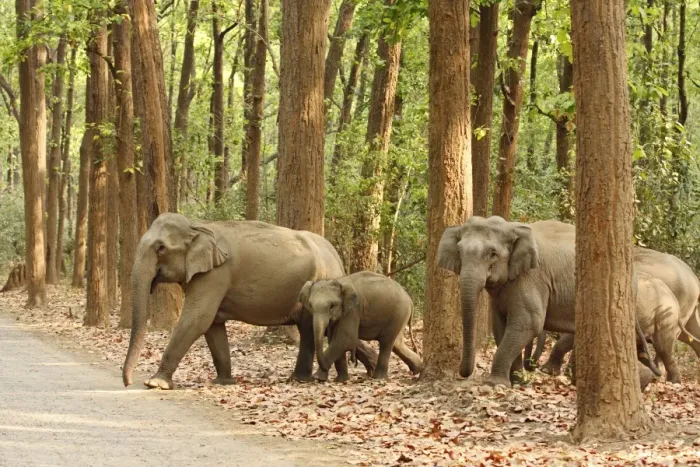 Framed Print : Indian / Asian Elephants coming out of Sal forest, Corbett National Park, India Framed Print : Indian / Asian Elephants coming out of Sal forest, Corbett National Park, India
