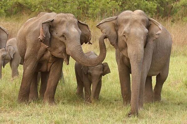 Indian  /  Asian Elephants communicating - Corbett National Park - India