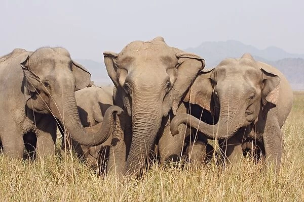 Indian  /  Asian Elephants, Corbett National Park, India