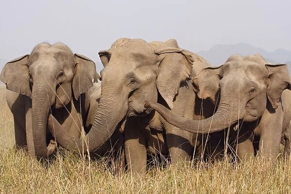 Indian  /  Asian Elephants - Corbett National Park - India