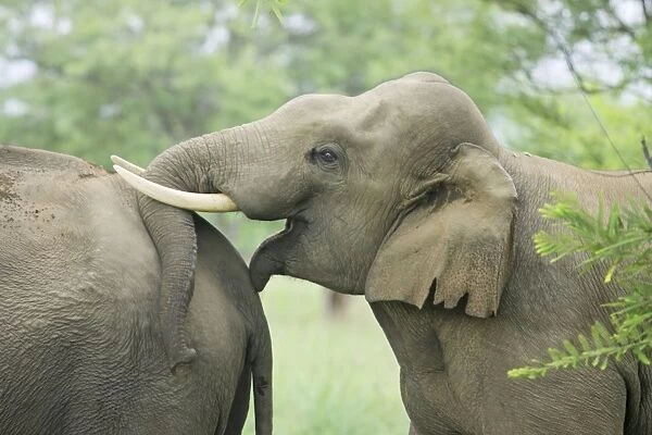 Indian  /  Asian Elephants courting, Corbett National Park, India