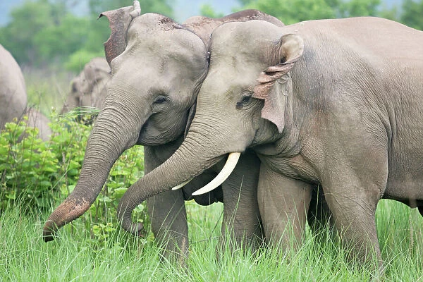Indian  /  Asian Elephants courting, Corbett National Park, India