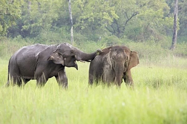 Indian  /  Asian Elephants courting in the raining season, Corbett National Park, India