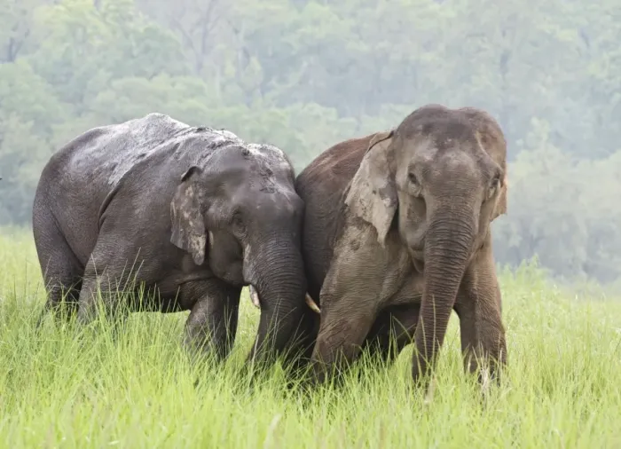 Framed Print : Indian / Asian Elephants courting in the raining season, Corbett National Park, India Framed Print : Indian / Asian Elephants courting in the raining season, Corbett National Park, India