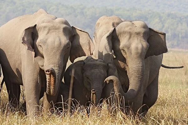 Indian  /  Asian Elephants - expressing solidarity - Corbett National Park - India