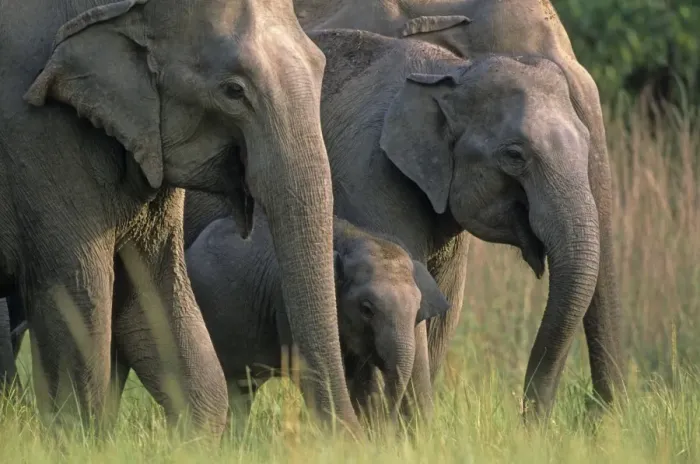 Framed Print : Indian / Asian Elephants in the grassland, Corbett National Park, India Framed Print : Indian / Asian Elephants in the grassland, Corbett National Park, India