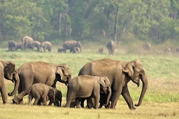 Indian  /  Asian Elephants - herd on the move - Corbett National Park - India