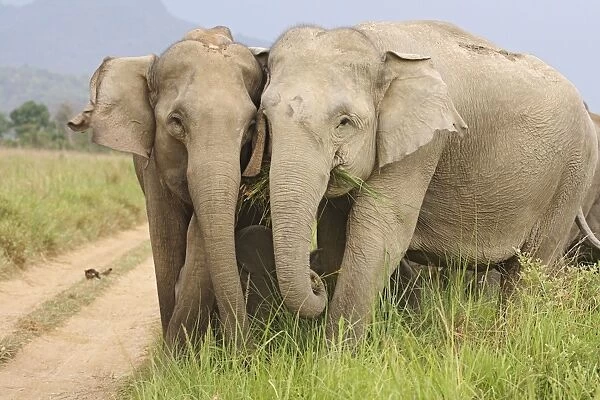 Indian  /  Asian Elephants - herd Corbett National Park, Uttaranchal, India
